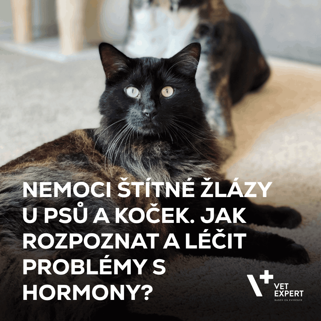 Jak řešit nemoci štítné žlázy u psů a koček?
