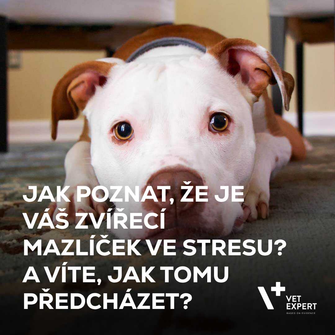Jak poznat, že je váš mazlíček ve stresu? A jak tomu předcházet?