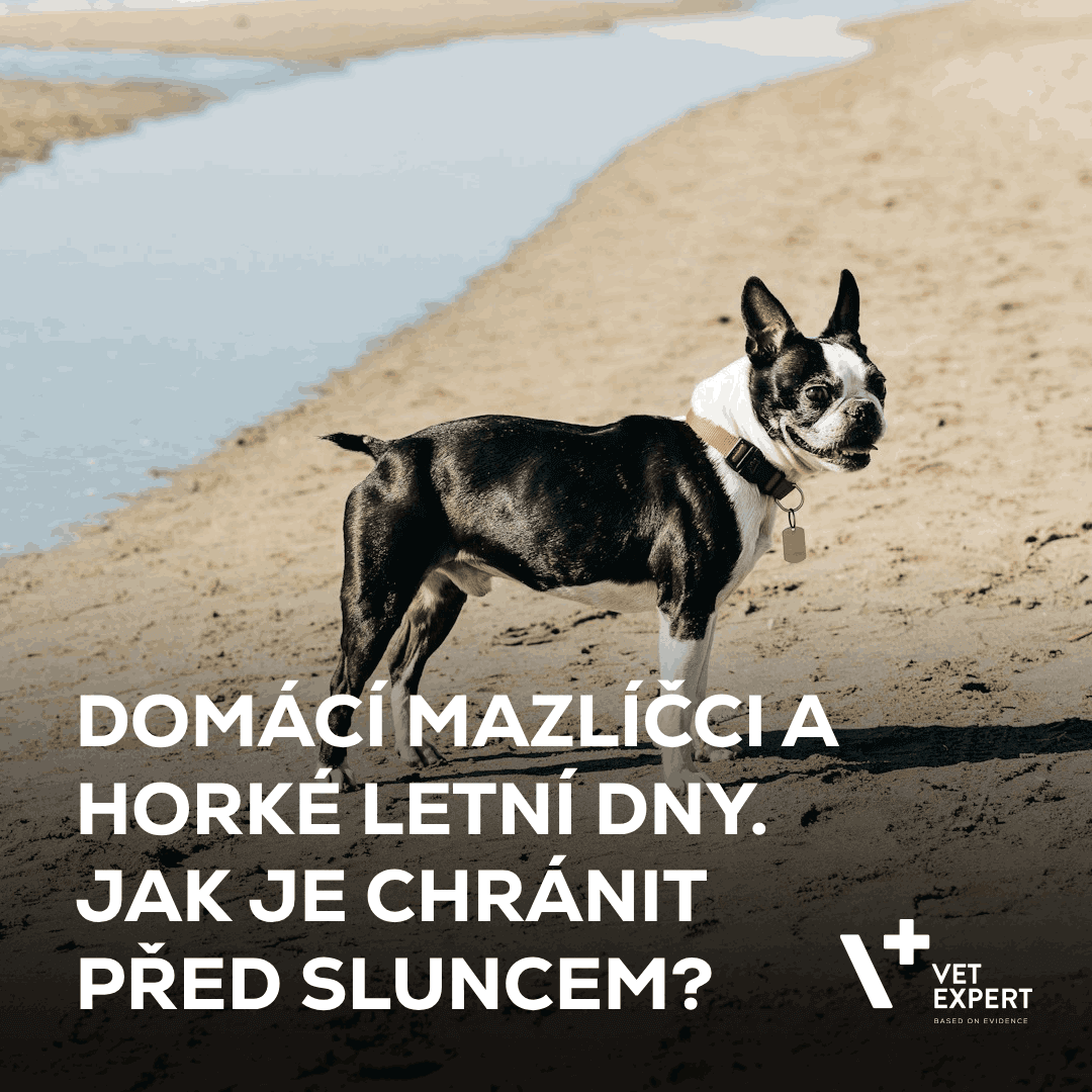 Domácí mazlíčci a horké letní dny. Jak je chránit před sluncem?