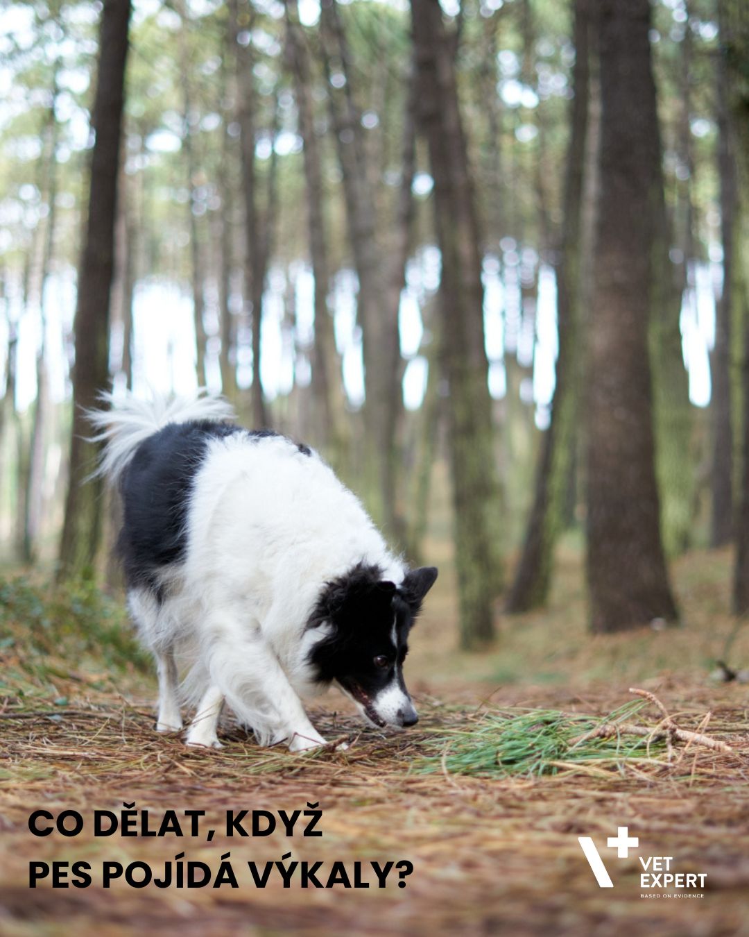 Co dělat, když pes pojídá výkaly?