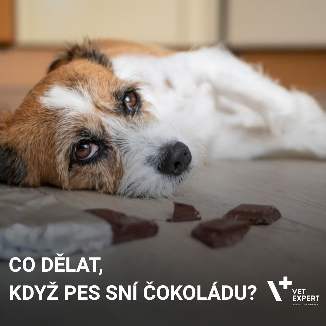 Co dělat, když pes sní čokoládu?