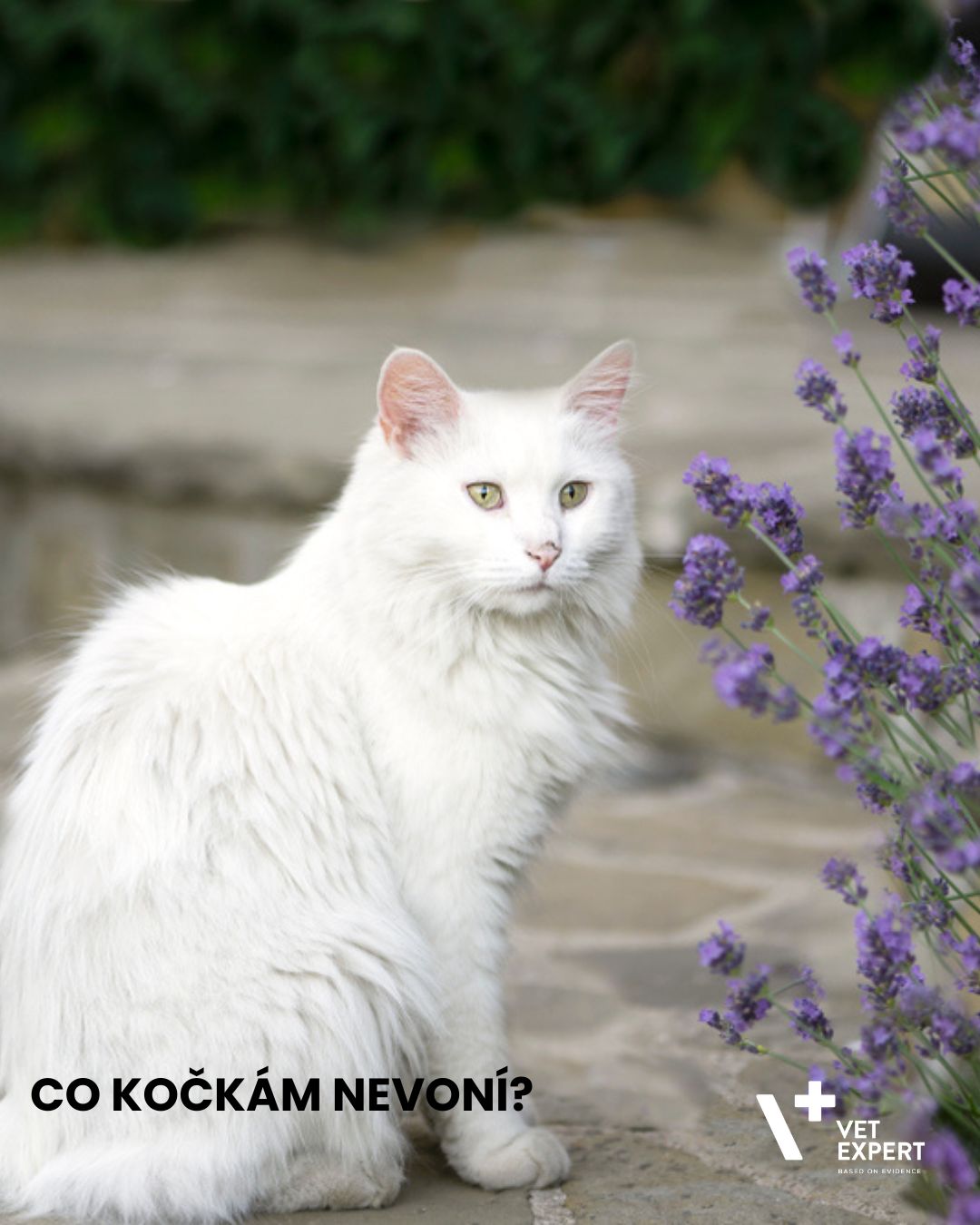 Co kočkám nevoní? Tipy na šetrné přírodní odpuzovače