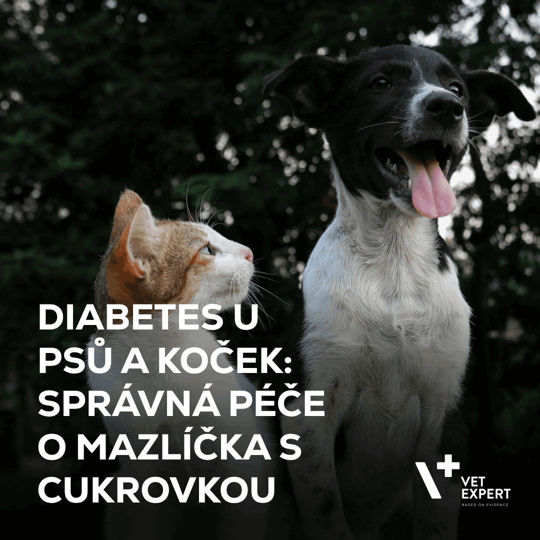Diabetes u psů a koček - péče o mazlíčka s cukrovkou