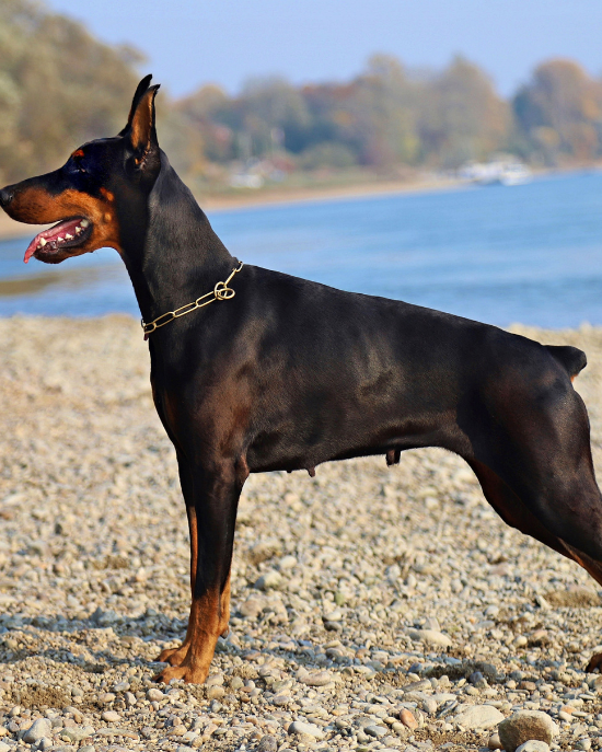 Dobrman (Dobermann)