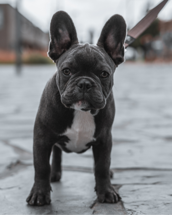 Francouzský buldoček