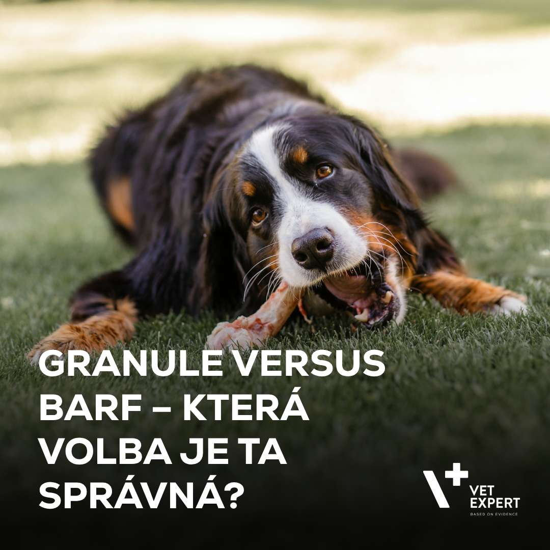Granule versus BARF – Která volba je ta správná pro vašeho mazlíčka?