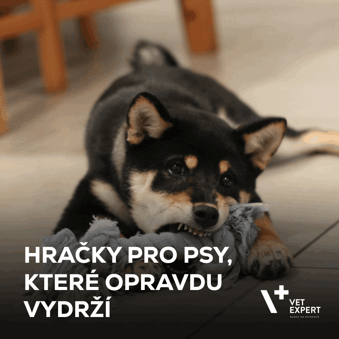 Hračky pro psy, které opravdu vydrží