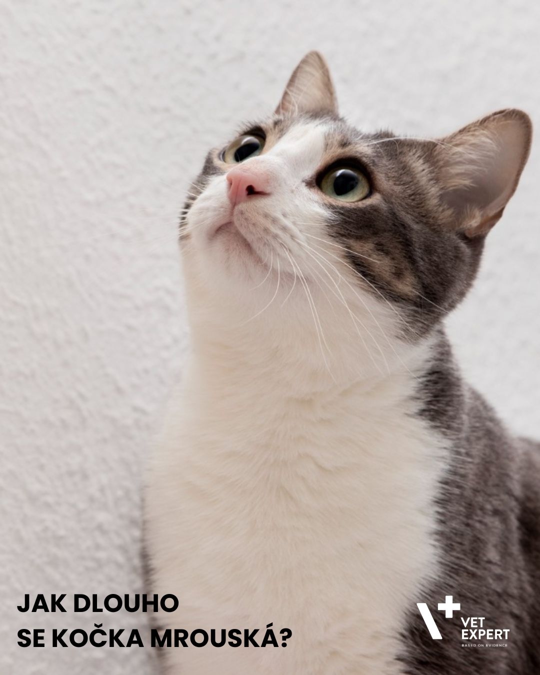 Jak dlouho se kočka mrouská? Vše o pohlavním cyklu kočky
