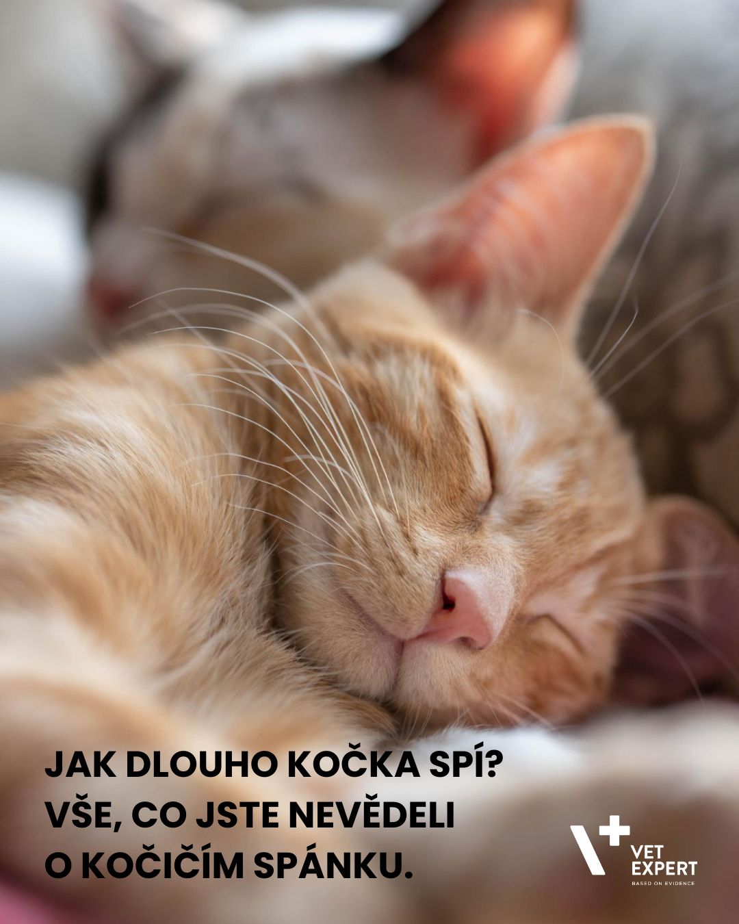 Jak dlouho spí kočka? Vše, co jste nevěděli o kočičím spánku