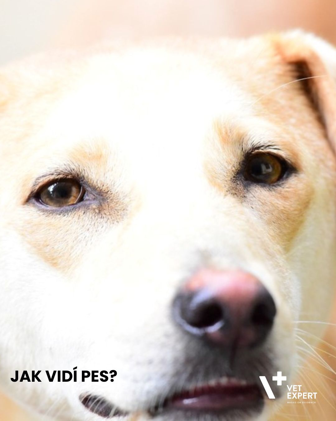 Jak vidí pes? Podívejte se na svět jeho očima