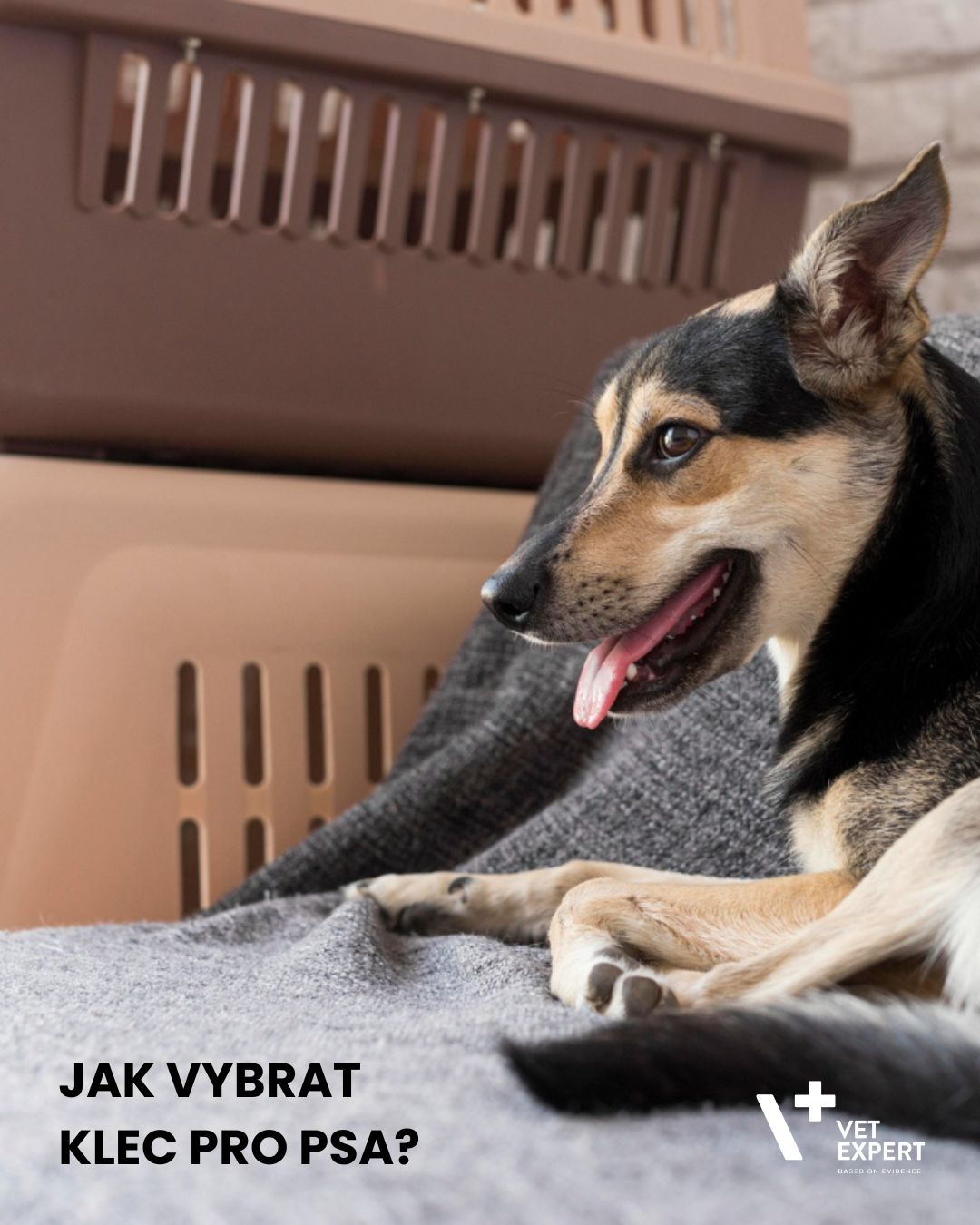 Jak vybrat klec pro psa? Domů, na dovolenou nebo do auta