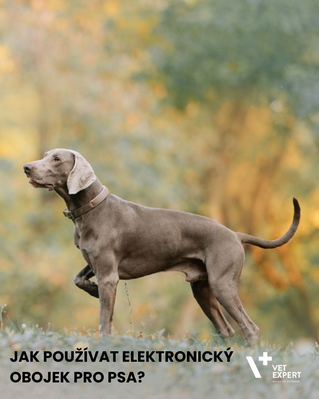Jak používat elektronický obojek pro psa
