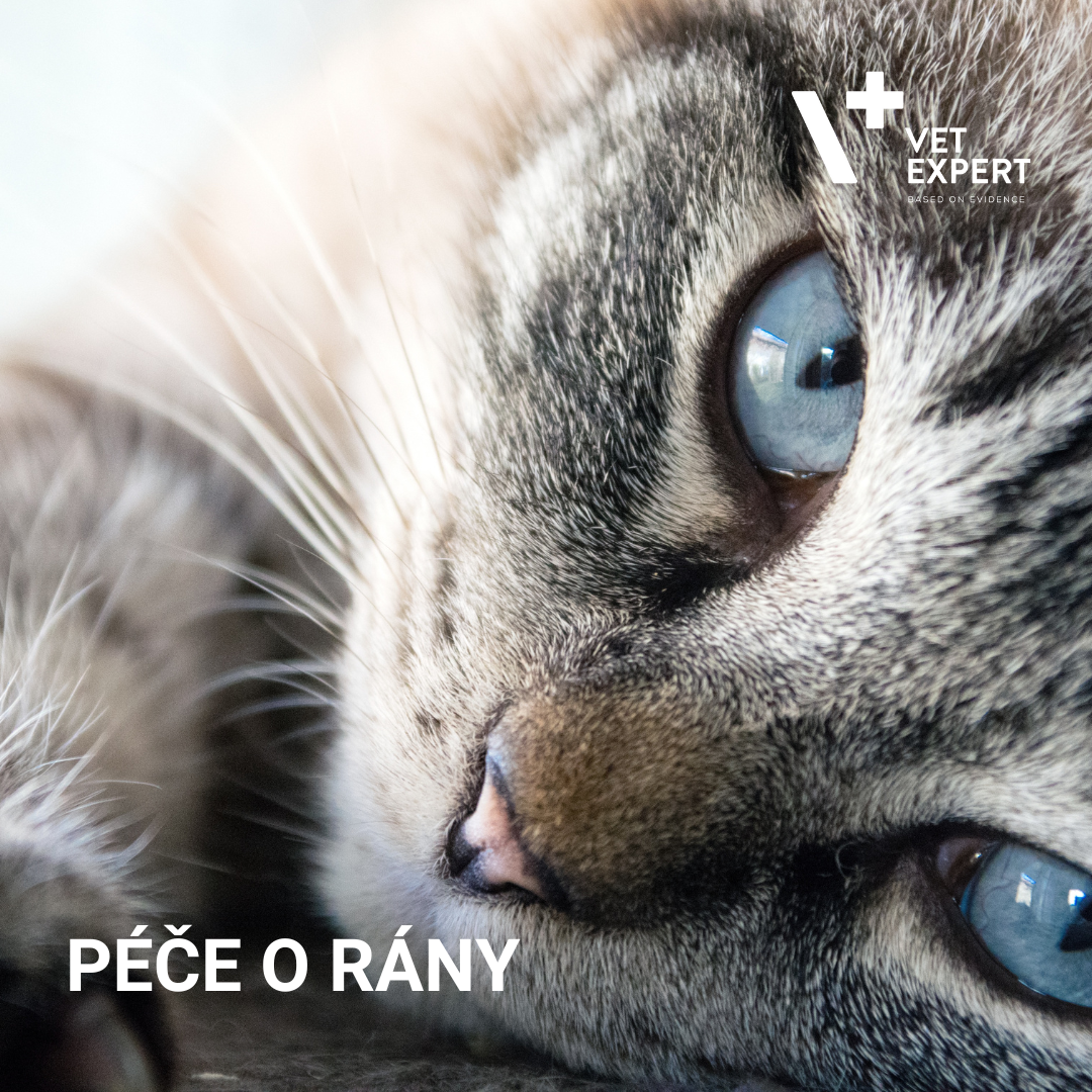 Jak pečovat o rány Vašeho mazlíčka?