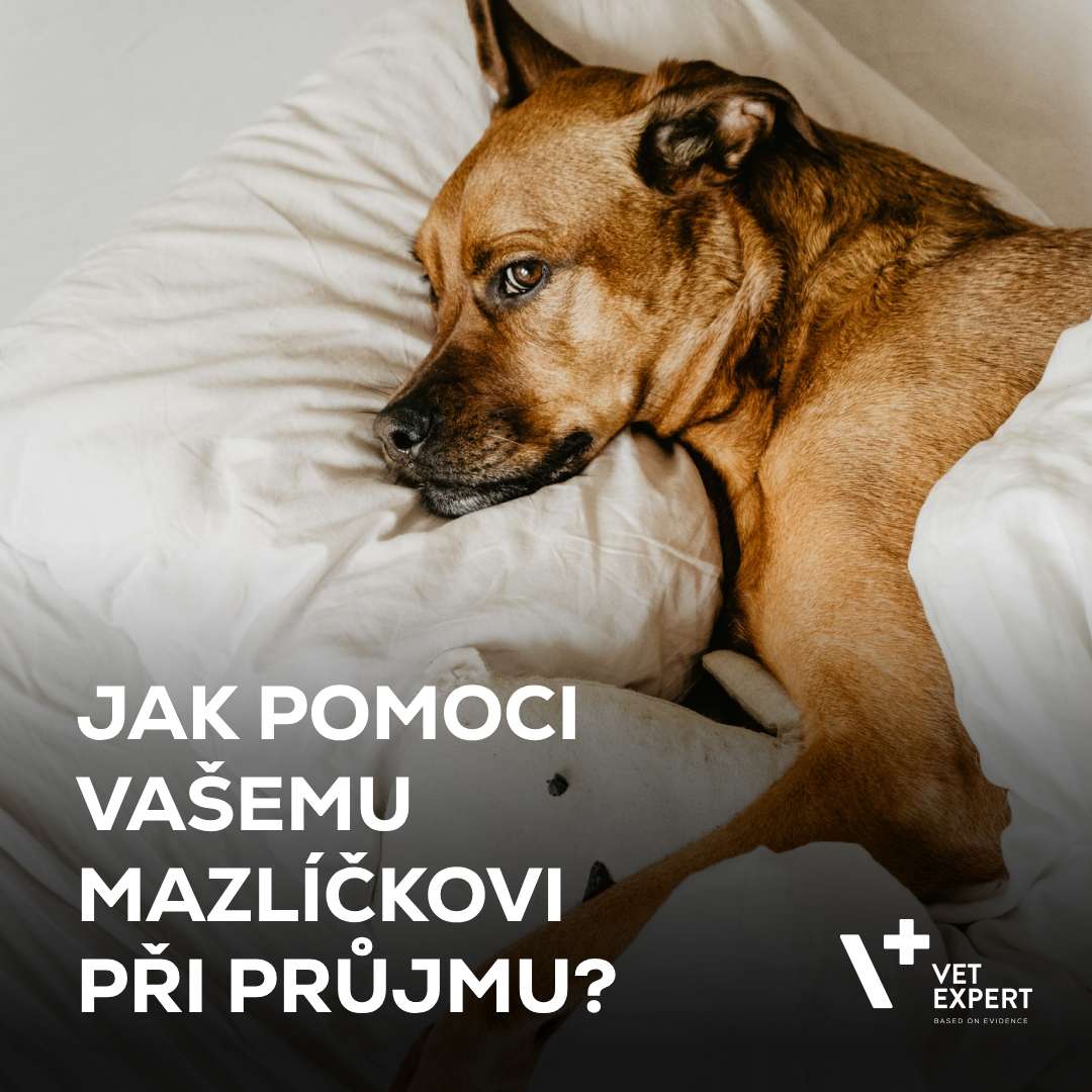 Jak pomoci vašemu mazlíčkovi při průjmu?