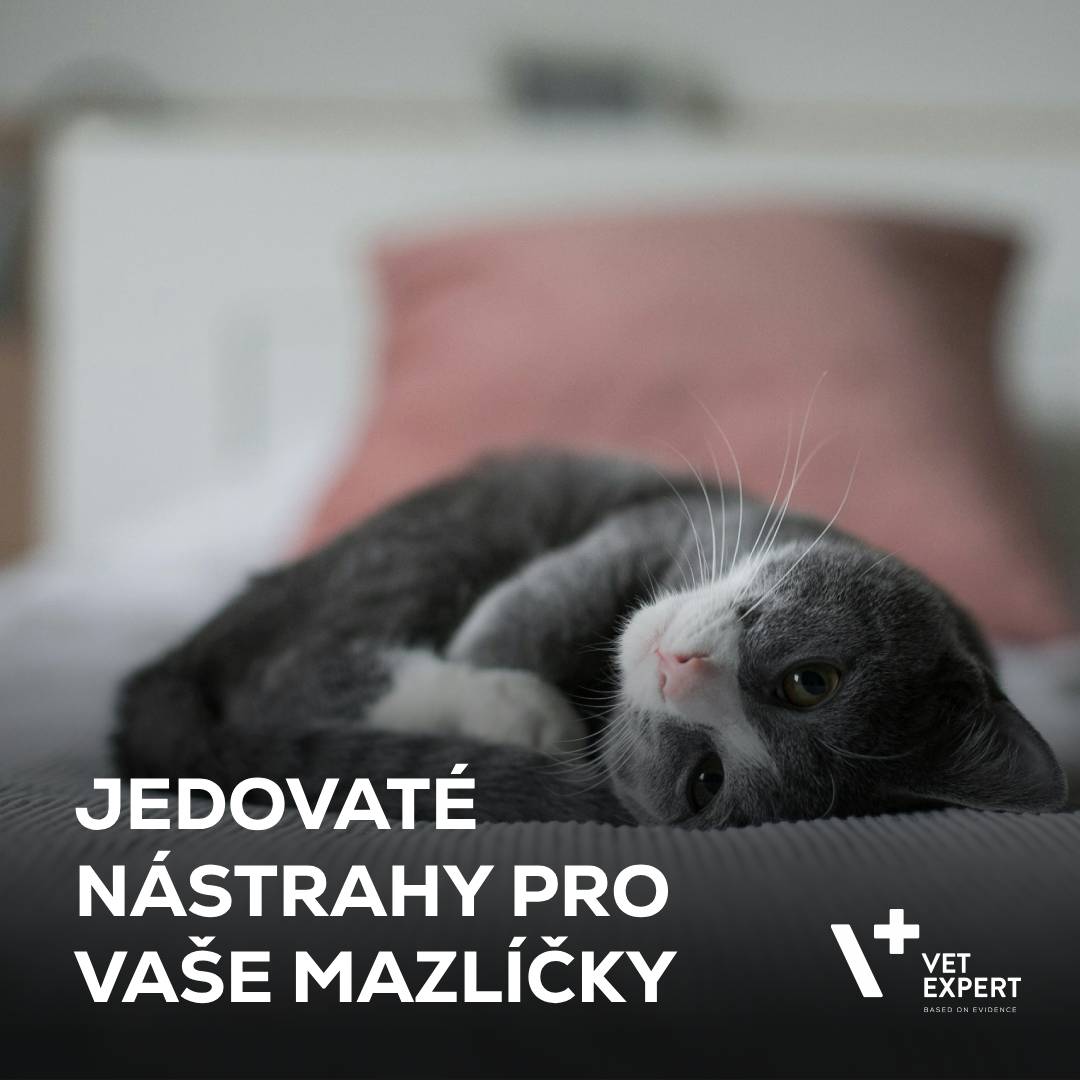 Jedovaté nástrahy pro vaše mazlíčky