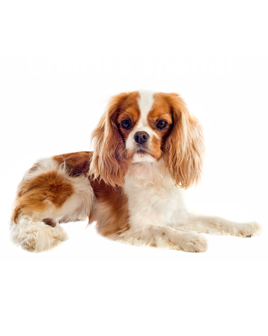 Kavalír King Charles španěl