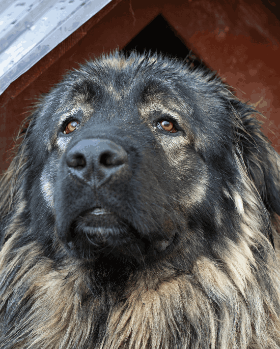 Kavkazský pastevecký pes