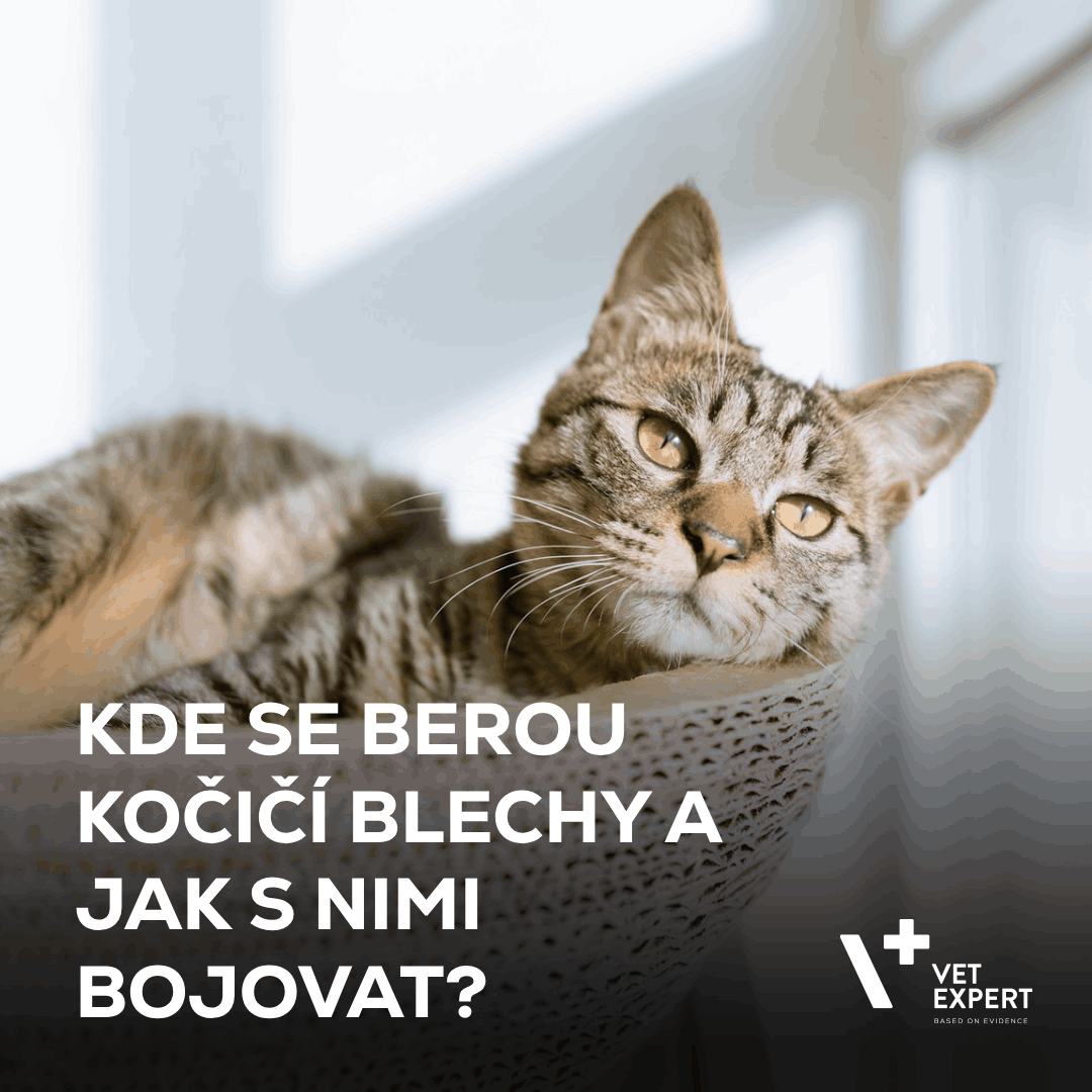 Kde se berou kočičí blechy a jak s nimi bojovat?