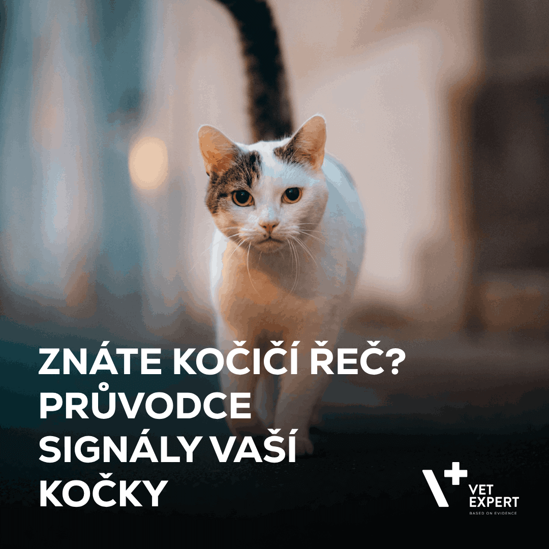Znáte kočičí řeč? Průvodce signály vaší kočky