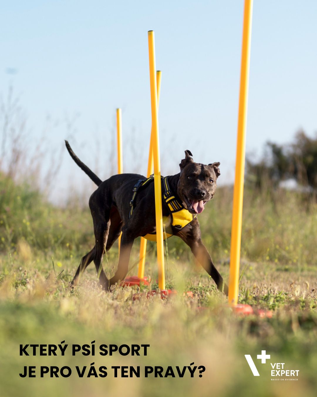 Který psí sport je pro vás ten pravý?