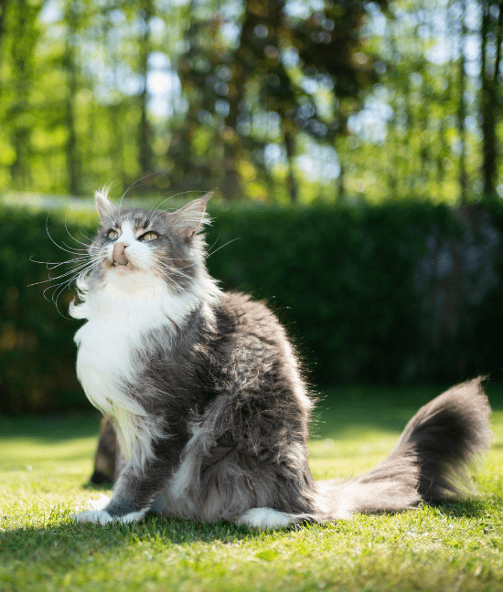 Mainská mývalí kočka