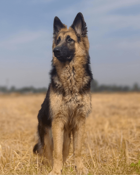 Německý ovčák (Deutscher Schäferhund) 