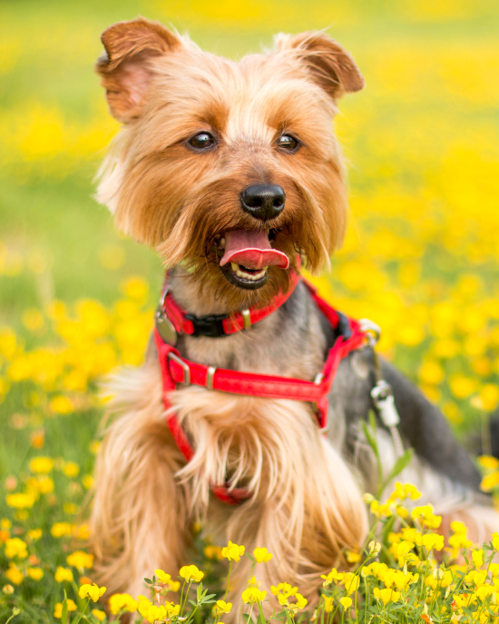 Jorkšírský teriér