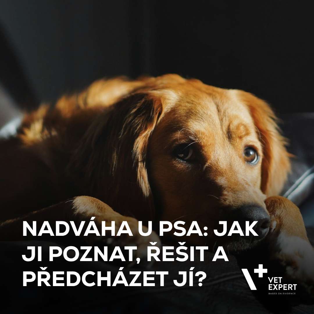Nadváha u psa: Jak ji poznat, řešit a předcházet jí?