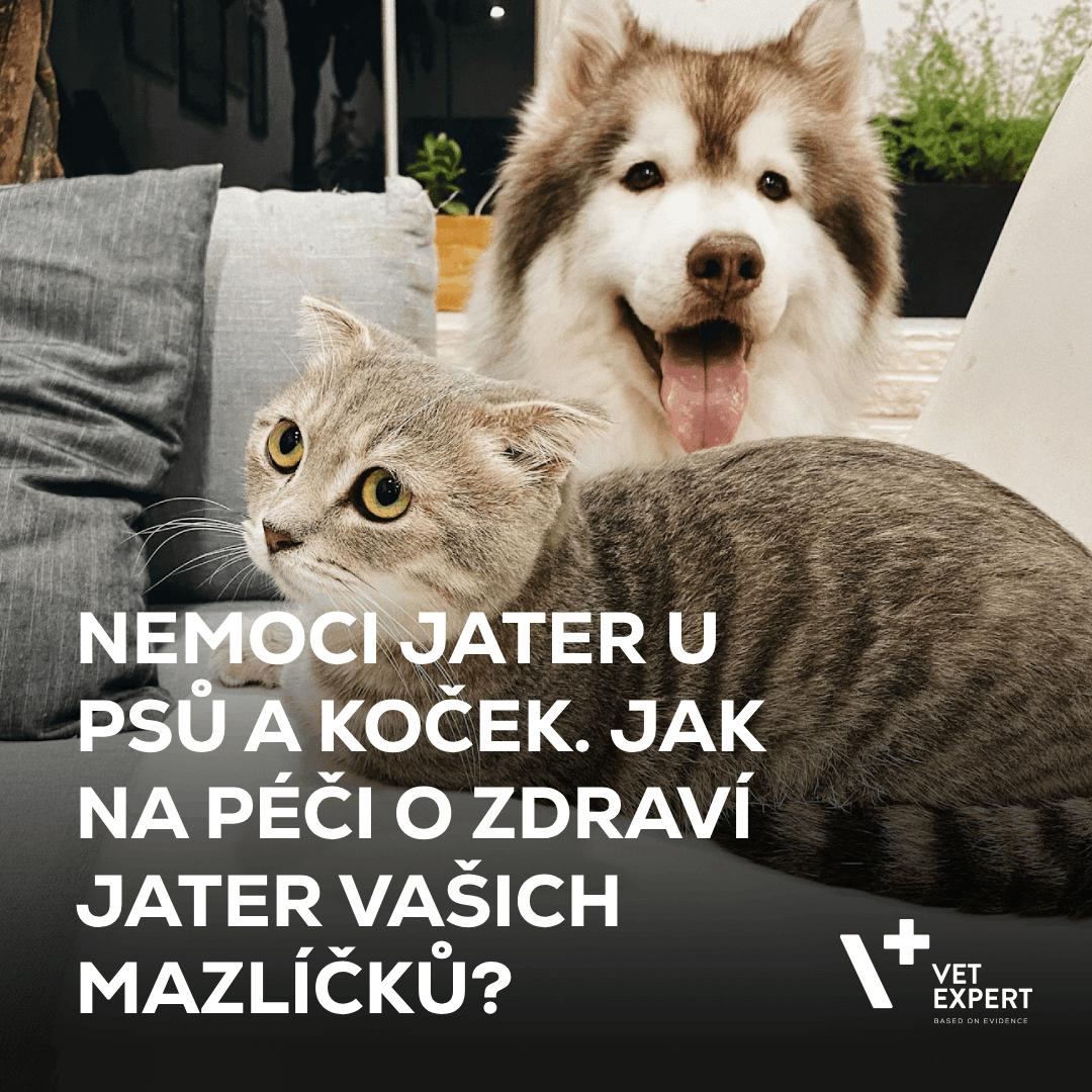 Nemoci jater u psů a koček. Jak na péči o zdraví jater vašich mazlíčků?