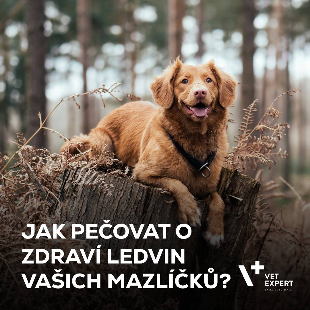 Jak pečovat o zdraví ledvin vašich mazlíčků?