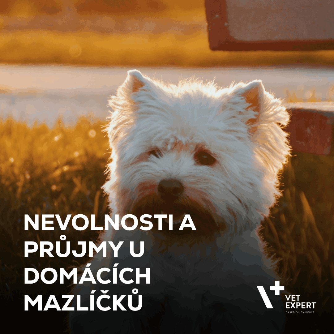 Nemoci trávicího traktu: jak si poradit s nevolností a průjmy u domácích mazlíčků