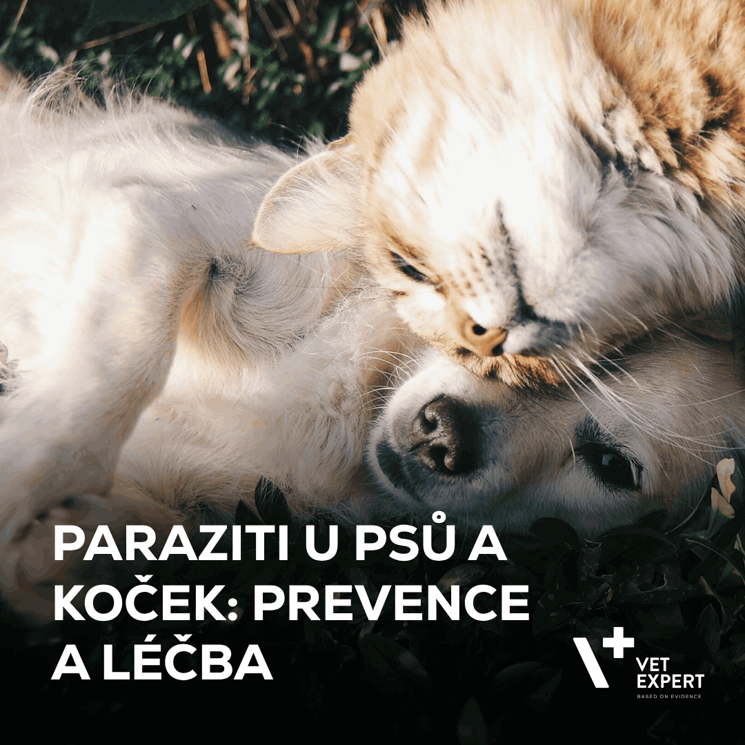 Paraziti u psů a koček: Prevence a léčba blech, klíšťat a střevních parazitů