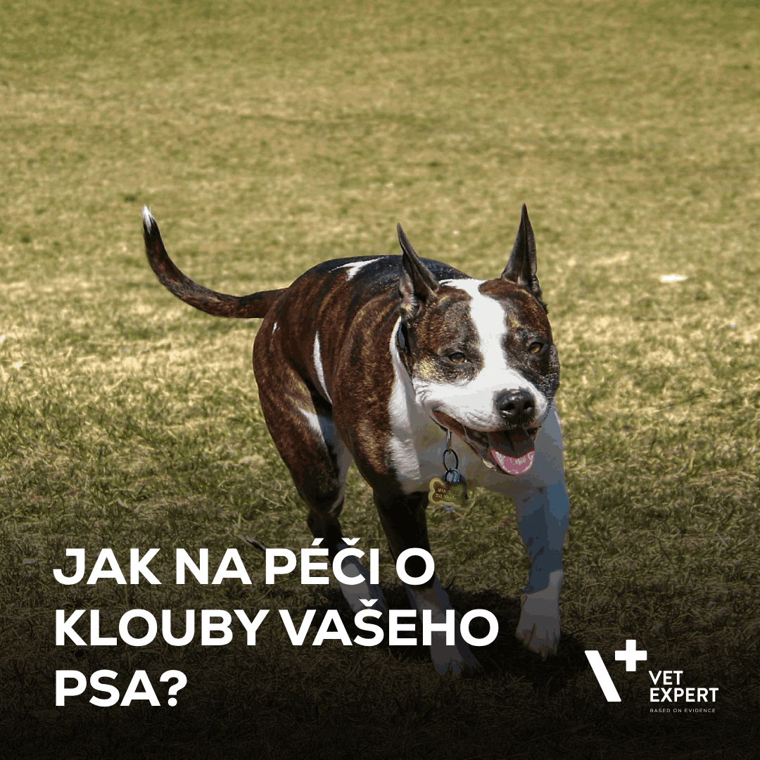 Jak na péči o klouby vašeho psa?