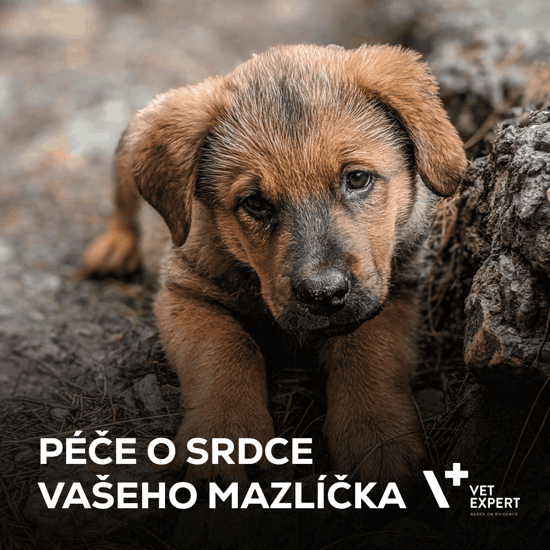 Péče o srdce vašeho mazlíčka