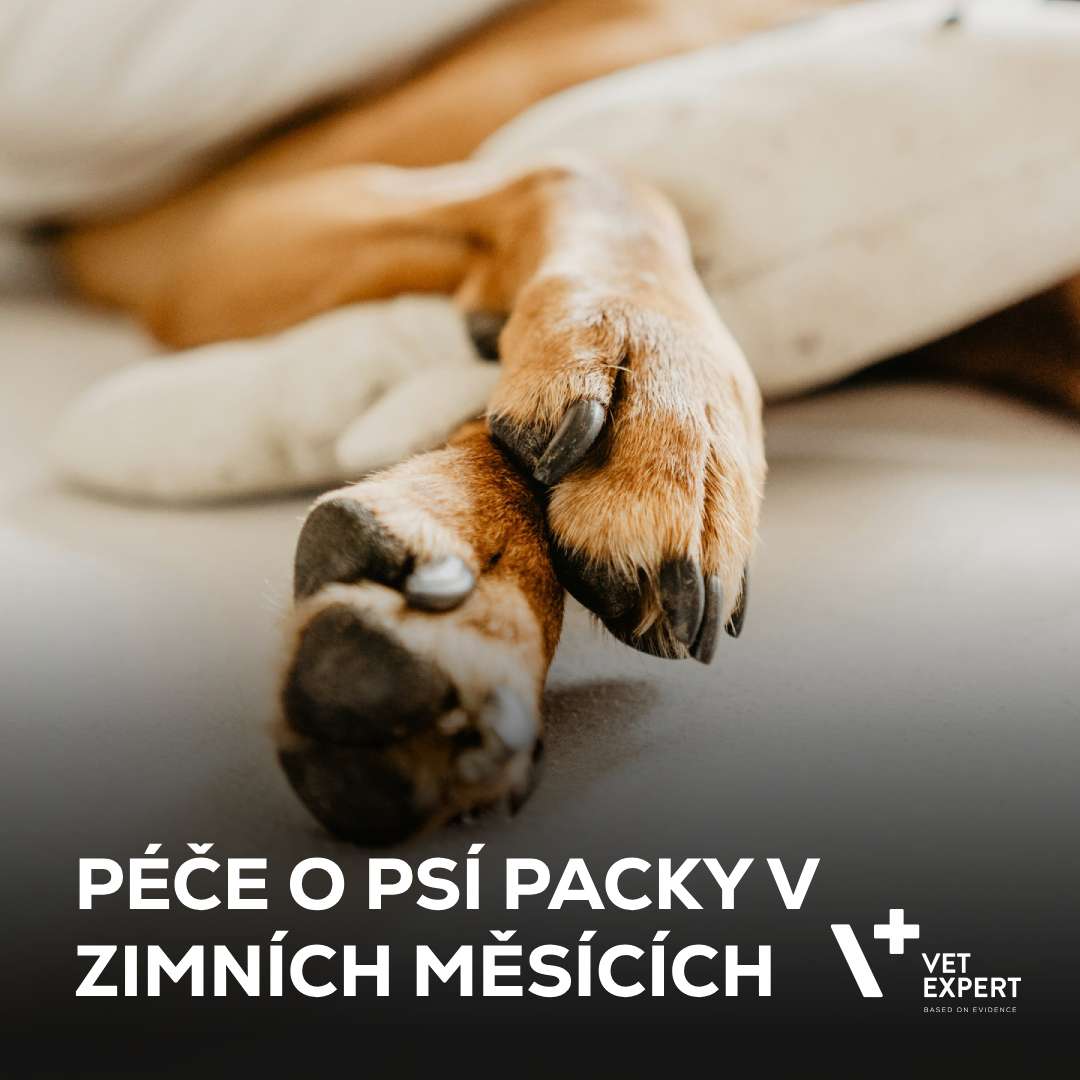Péče o psí packy v zimních měsících