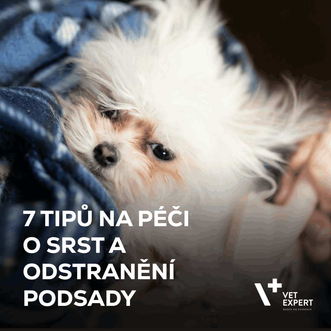 7 tipů na péči o srst a odstranění podsady