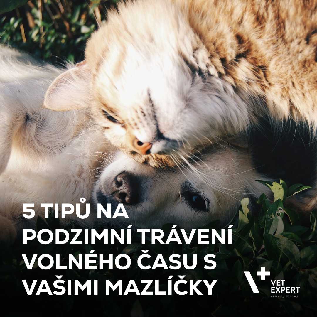 5 tipů na podzimní trávení volného času s vašimi mazlíčky