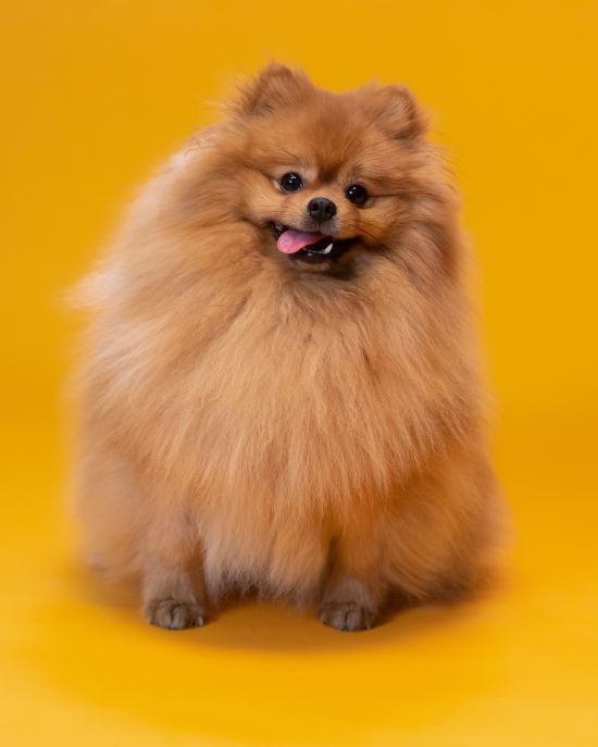 Pomeranian (Trpasličí špic)