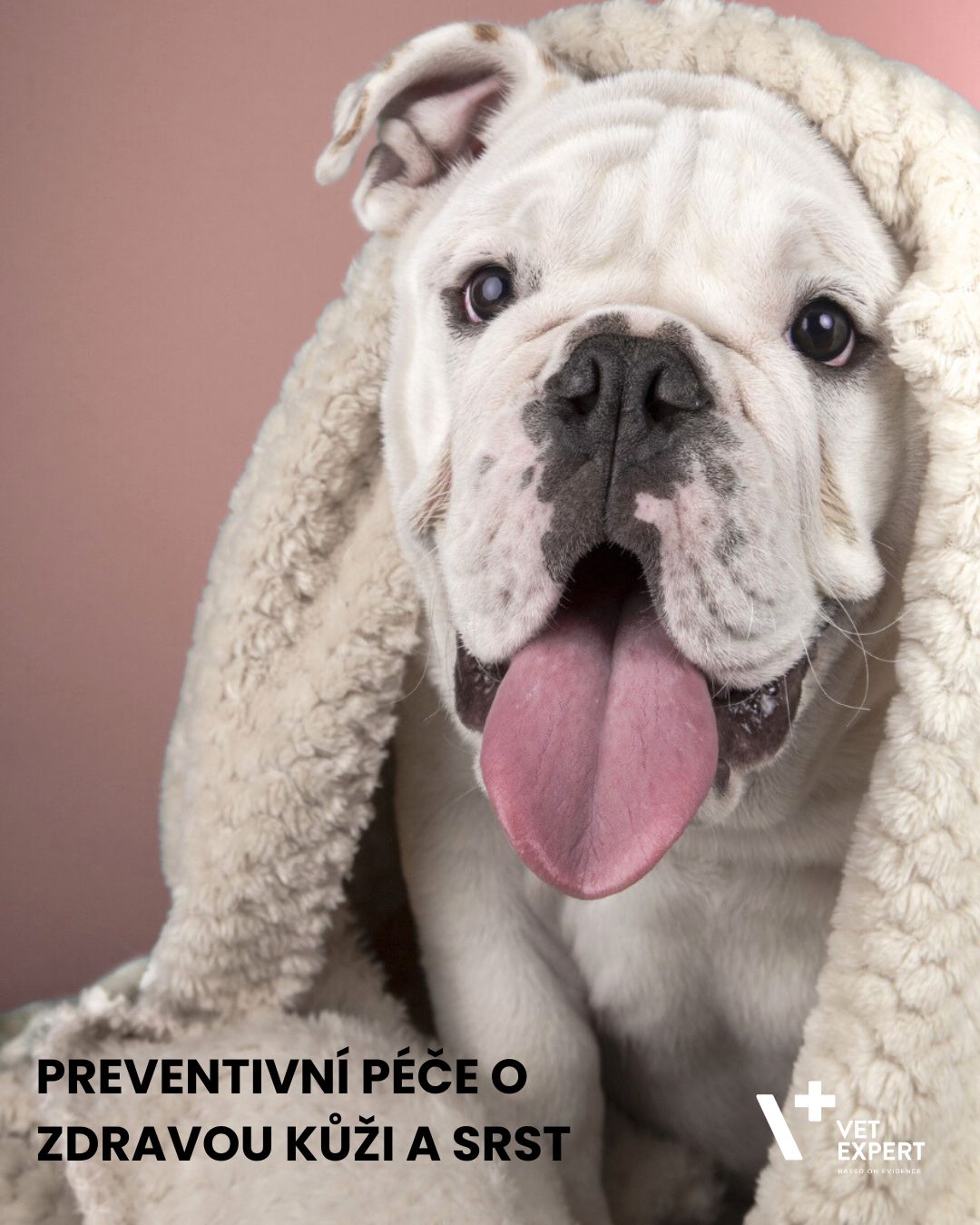 Preventivní péče o zdravou kůži a srst