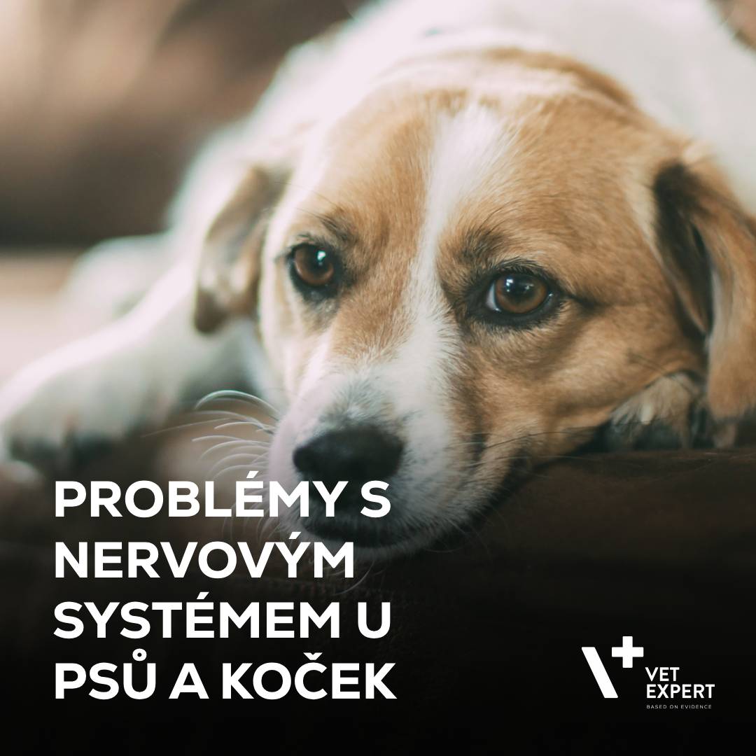 Jak rozpoznat problém s nervovým systémem psů a koček?