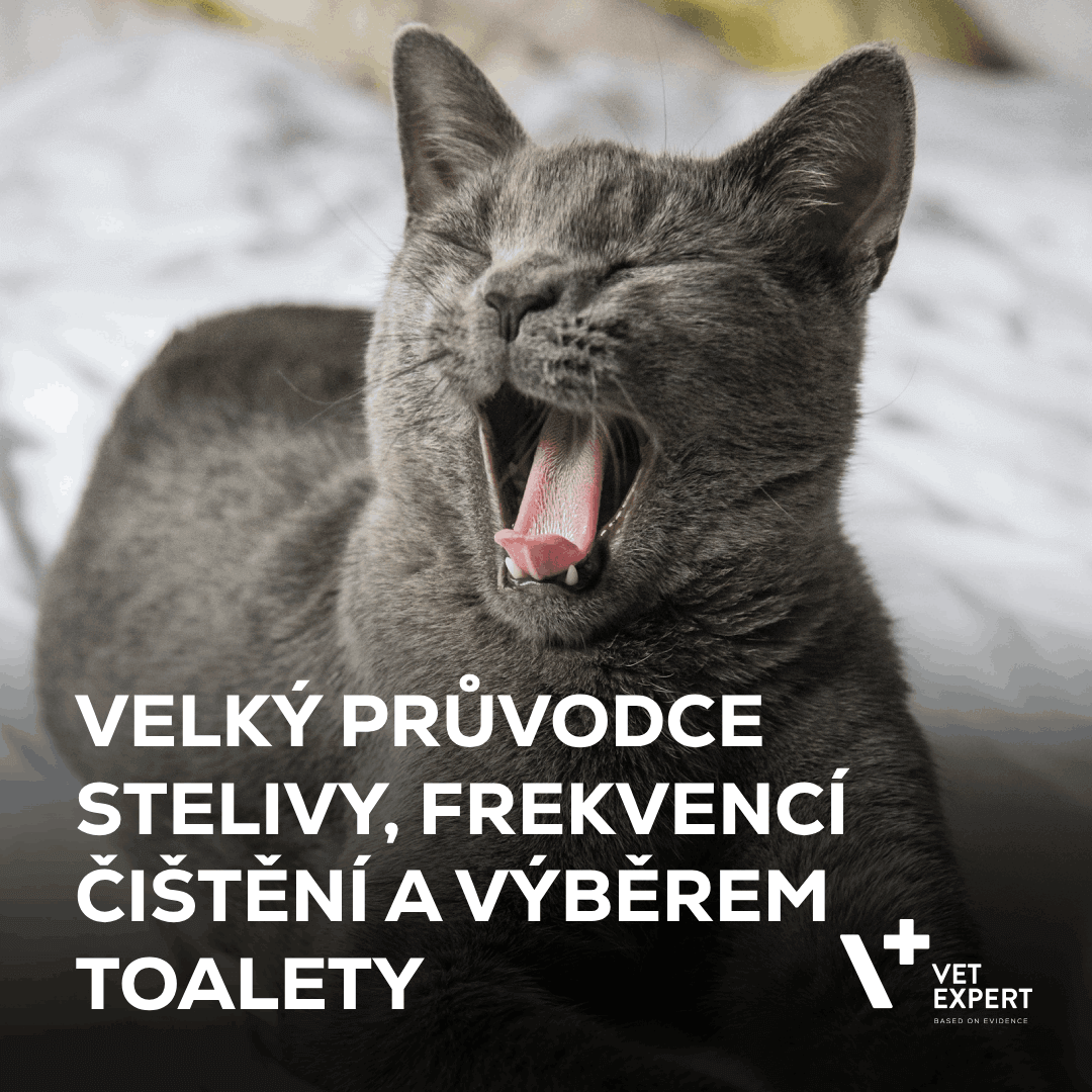Kočičí záchod: Velký průvodce stelivy, frekvencí čištění, výběrem toalety