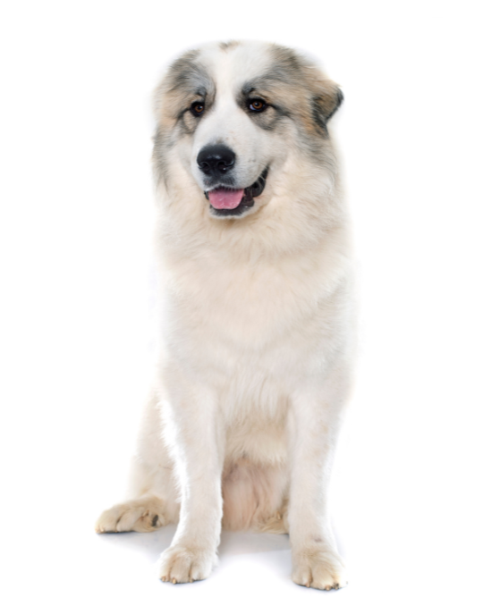 Pyrenejský horský pes