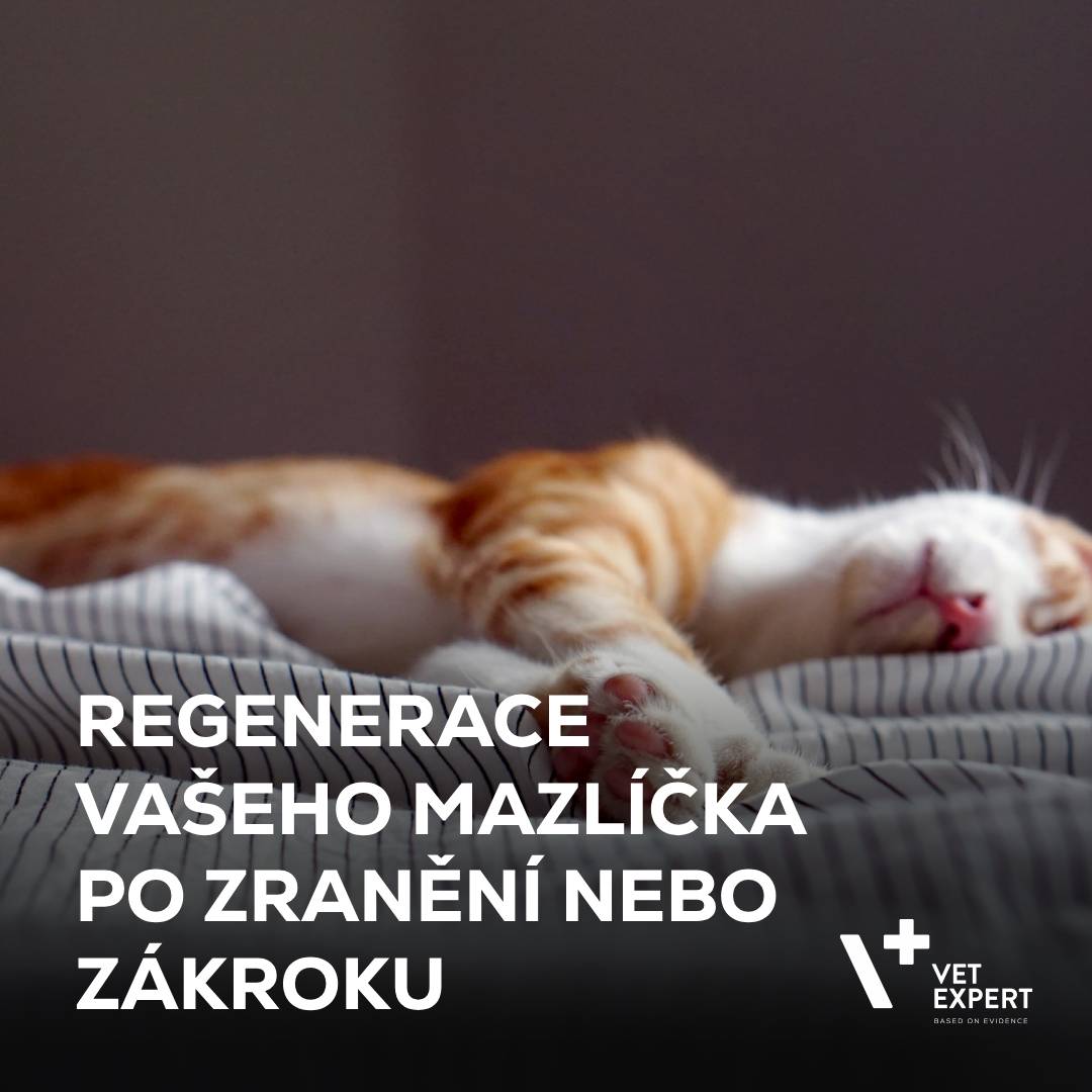 Regenerace vašeho mazlíčka po zranění nebo zákroku