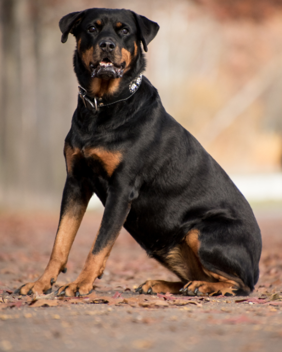 Rotvajler (Rottweiler)
