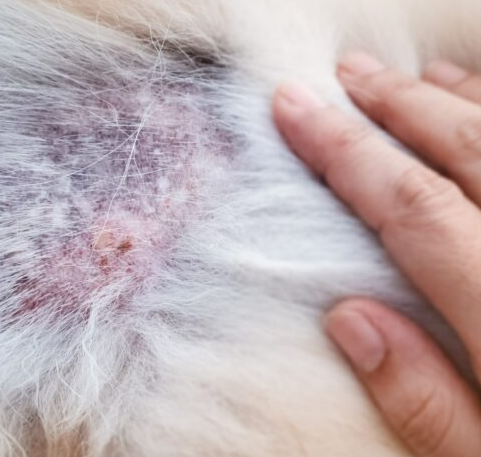 Alopecie