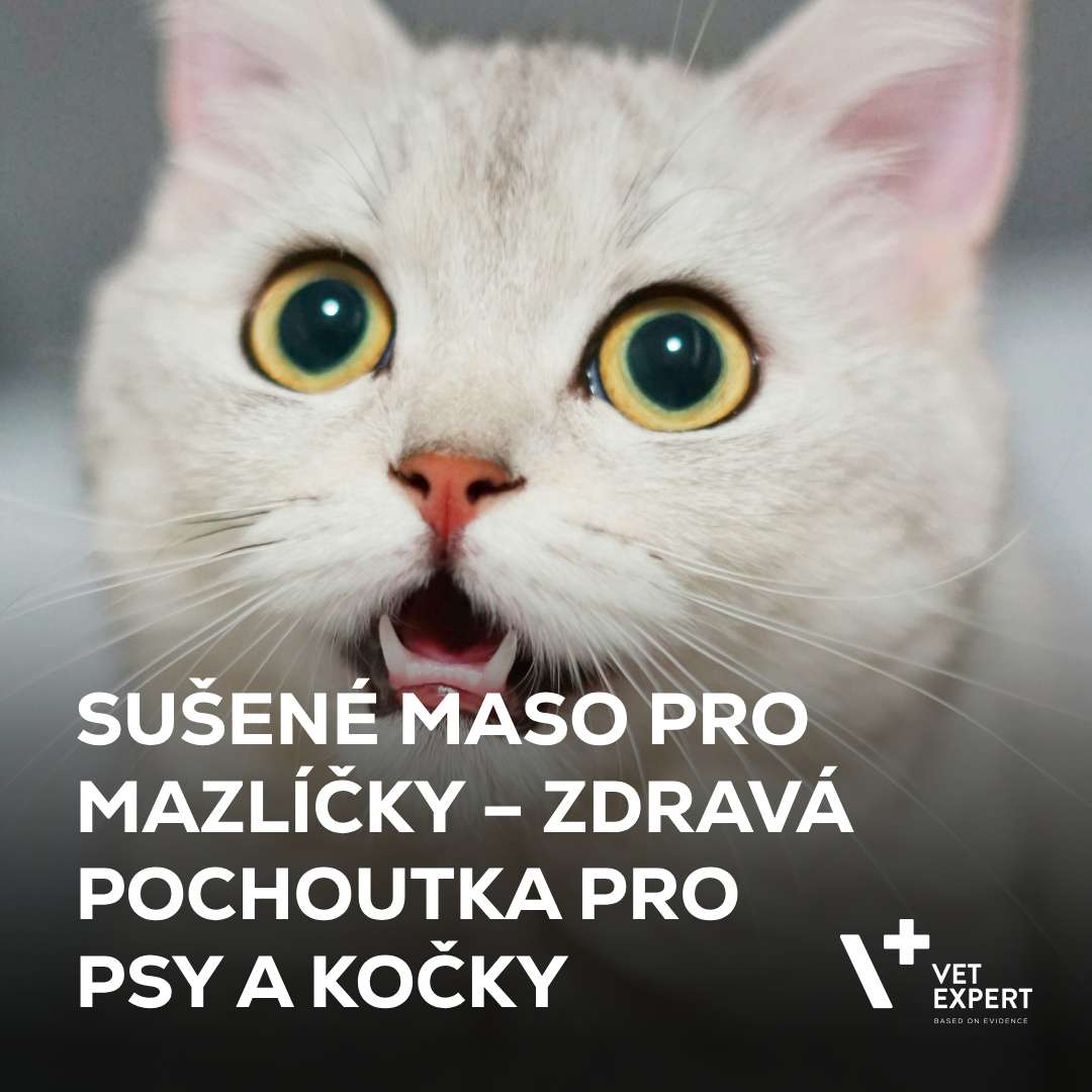 Sušené maso pro mazlíčky – zdravá pochoutka pro psy a kočky