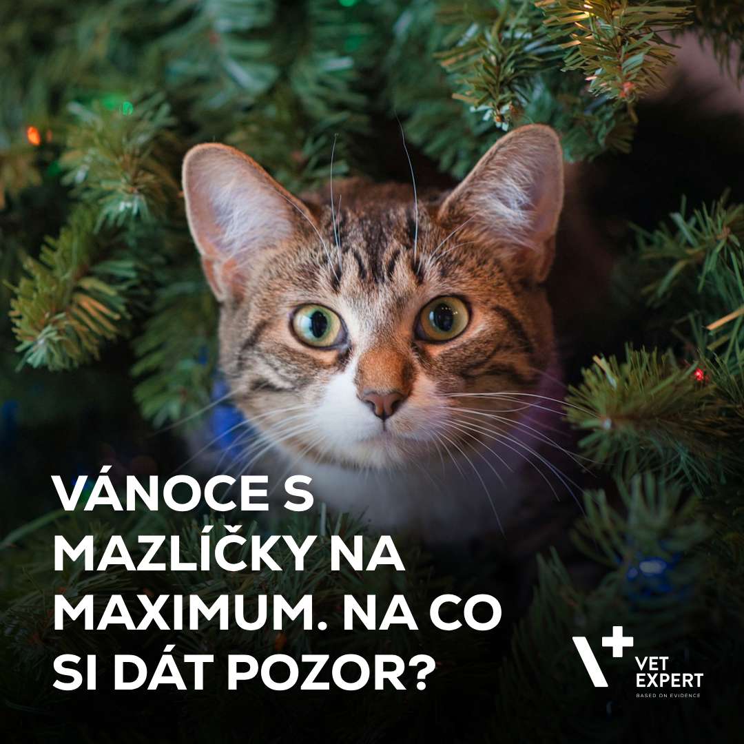 Vánoce s mazlíčky na maximum. Na co si dát pozor?