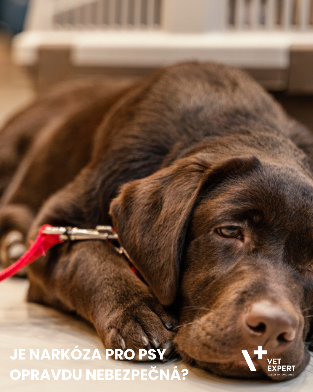 Je narkóza pro psy opravdu nebezpečná? Statistika říká jasně – nemusíte se bát