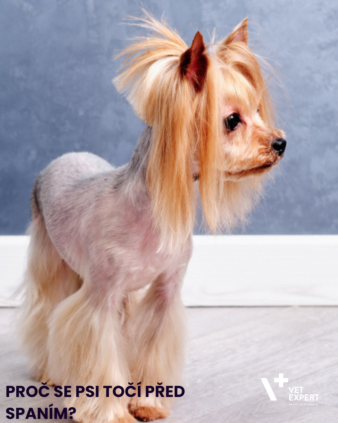 Proč se psi točí před spaním? 10 divných návyků, které psi dělají