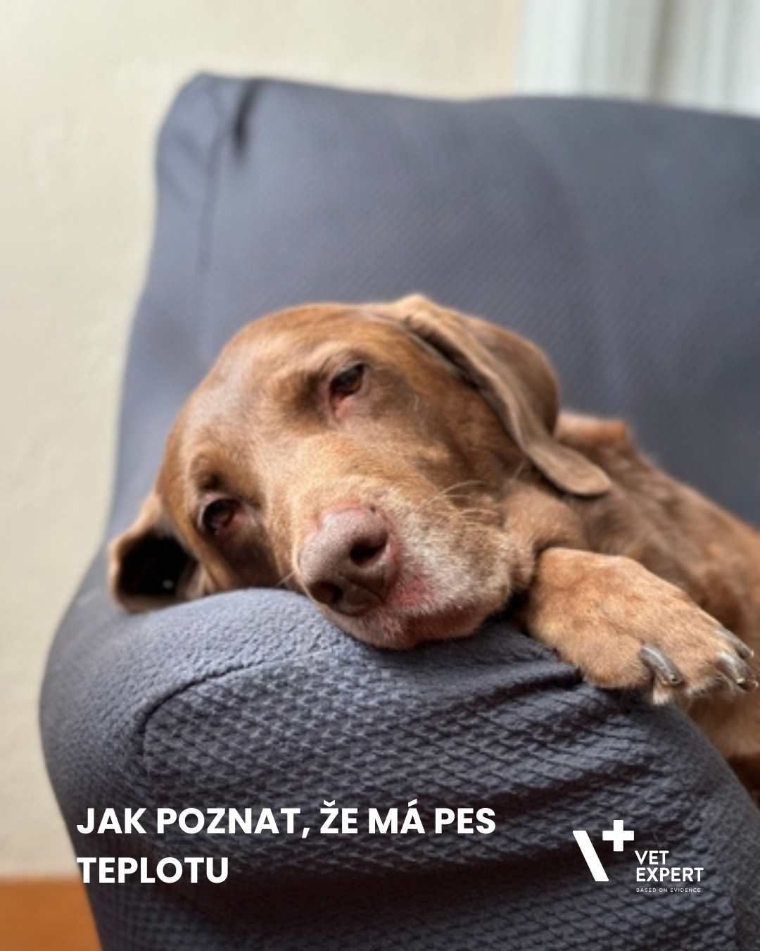 Jak poznat, že má pes teplotu?